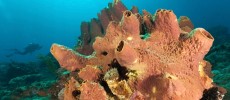 MIT researchers found that sea sponges are the first animals on Earth.