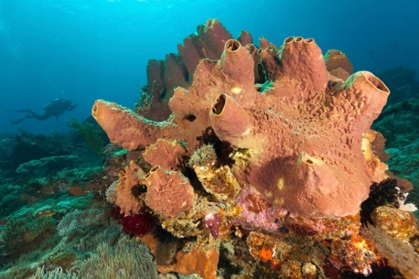 MIT researchers found that sea sponges are the first animals on Earth.