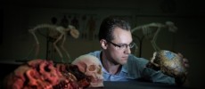 Alistair Evans examines a range of hominin skull casts that were included in the study.
