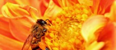 A Honey Bee takes nectar from a flower as pollen grains stick to its body in Tanzania