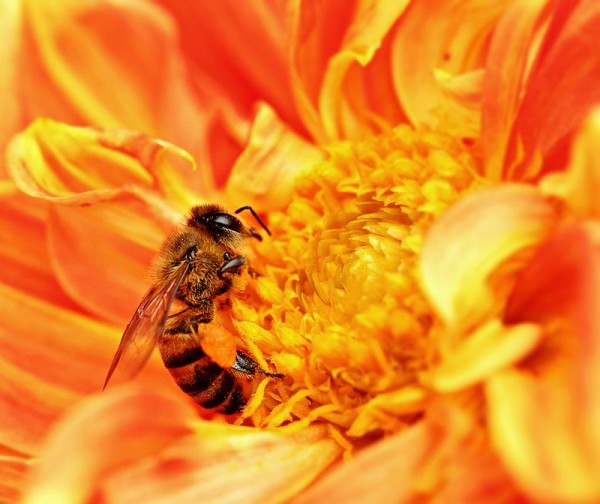 A Honey Bee takes nectar from a flower as pollen grains stick to its body in Tanzania