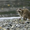 Raccoons in Gulf Islands, British Columbia were exposed to sounds of wild dogs to spark fear.