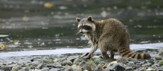 Raccoons in Gulf Islands, British Columbia were exposed to sounds of wild dogs to spark fear.