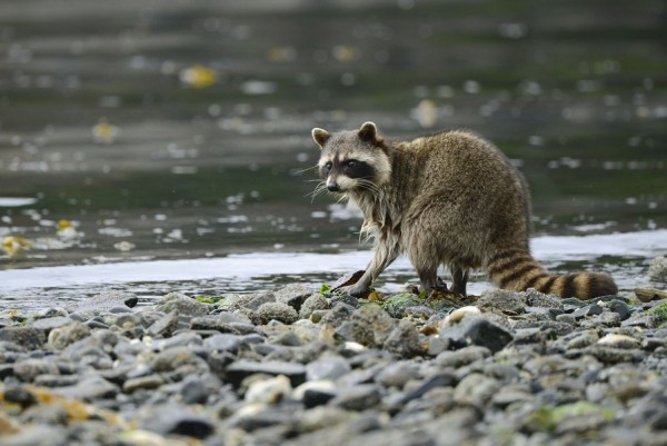 Raccoons in Gulf Islands, British Columbia were exposed to sounds of wild dogs to spark fear.