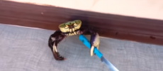 Crab-holding Knife Video