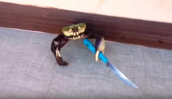 Crab-holding Knife Video