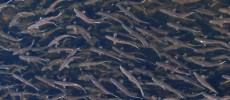 Migrating river herring.