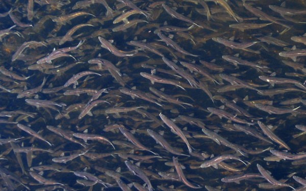 Migrating river herring.
