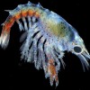 Baby Lobster