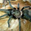 Peruvian Green Velvet Tarantula