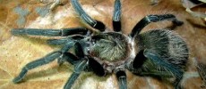 Peruvian Green Velvet Tarantula