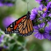Monarch butterfly populations are now making a rebound in Mexico.