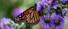 Monarch butterfly populations are now making a rebound in Mexico.