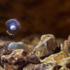 An olm egg floats inside the waters of the Postojna Cave.