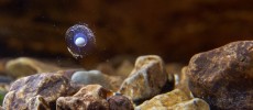 An olm egg floats inside the waters of the Postojna Cave.