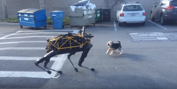 Spot, the quadruped robot dog, being introduced to Alex the terrier.