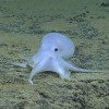 This ghostlike octopod is almost certainly an undescribed species and may not belong to any described genus.