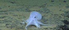 This ghostlike octopod is almost certainly an undescribed species and may not belong to any described genus.