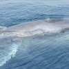 Omura's whale surfaces after feeding lunge