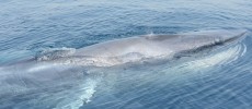 Omura's whale surfaces after feeding lunge