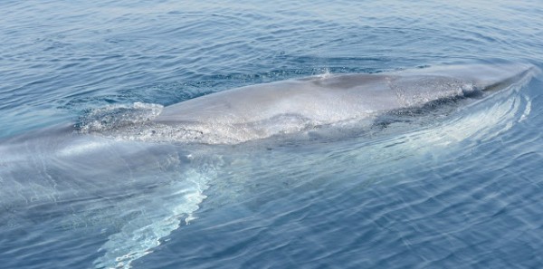 Omura's whale surfaces after feeding lunge