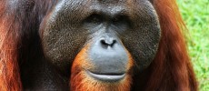 Sumatran orangutans in Indonesia are listed as a critically endangered species.