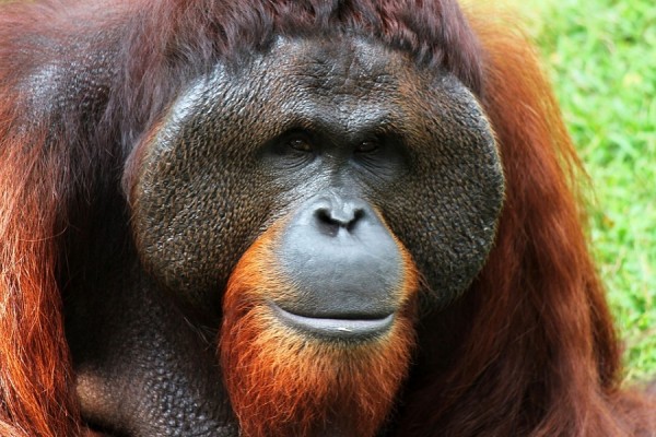 Sumatran orangutans in Indonesia are listed as a critically endangered species.