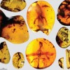 These ancient amber fossils from Myanmar in Southeast Asia provide a look at “missing links” in the evolutionary history of lizards.