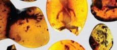 These ancient amber fossils from Myanmar in Southeast Asia provide a look at “missing links” in the evolutionary history of lizards.