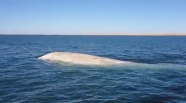 Extremely rare "Gallon of Milk" albino gray whale spotted in Mexico.
