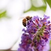 Honeybee on Flower