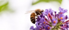 Honeybee on Flower