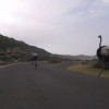 Ostrich Chasing Bikes