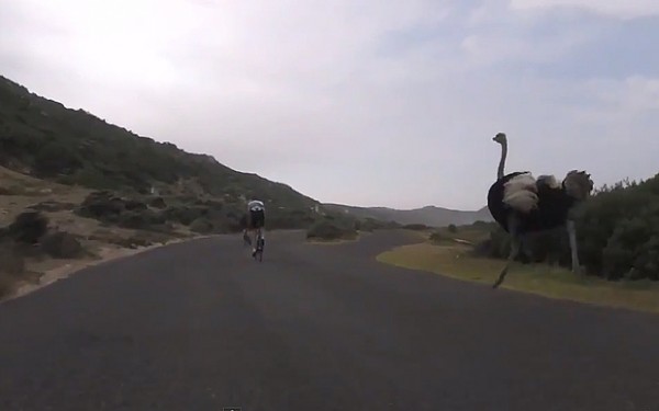Ostrich Chasing Bikes