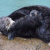 A wild sea otter mom gives birth to a new pup inside the Great Tide Pool in Monterey Bay Aquarium.