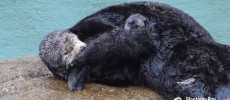 A wild sea otter mom gives birth to a new pup inside the Great Tide Pool in Monterey Bay Aquarium.