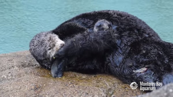 A wild sea otter mom gives birth to a new pup inside the Great Tide Pool in Monterey Bay Aquarium.