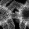 This sequence of photos shows how Hydra can rapidly open its mouth to its fullest extent after only 13 seconds.