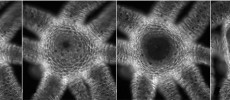 This sequence of photos shows how Hydra can rapidly open its mouth to its fullest extent after only 13 seconds.