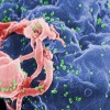An electron micrograph of the HIV virus in an image courtesy of the CDC. 