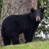 The Louisiana black bear is no longer listed as an endangered species.