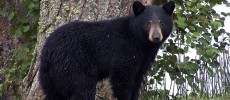 The Louisiana black bear is no longer listed as an endangered species.