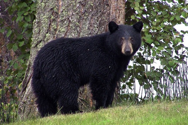 The Louisiana black bear is no longer listed as an endangered species.