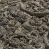 Thousands of rattlesnakes are slaughtered every year during a roundup in Sweetwater, Texas.
