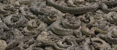 Thousands of rattlesnakes are slaughtered every year during a roundup in Sweetwater, Texas.