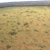 Aerial view on the Australian fairy circles which spread homogeneously over the landscape.