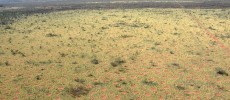 Aerial view on the Australian fairy circles which spread homogeneously over the landscape.