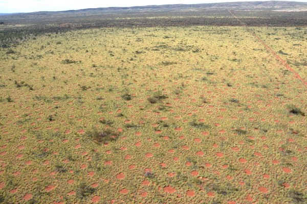 Aerial view on the Australian fairy circles which spread homogeneously over the landscape.