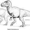 A pregnant T. rex also possesses a medullary bone that indicates a female that is about to lay eggs. 