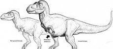 A pregnant T. rex also possesses a medullary bone that indicates a female that is about to lay eggs. 